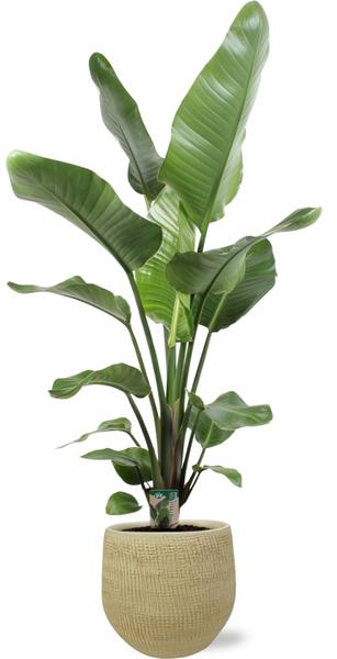 Strelitzia Nicolai - Ø21cm - ↕100cm + Ryan Pot D22x20cm - Goud