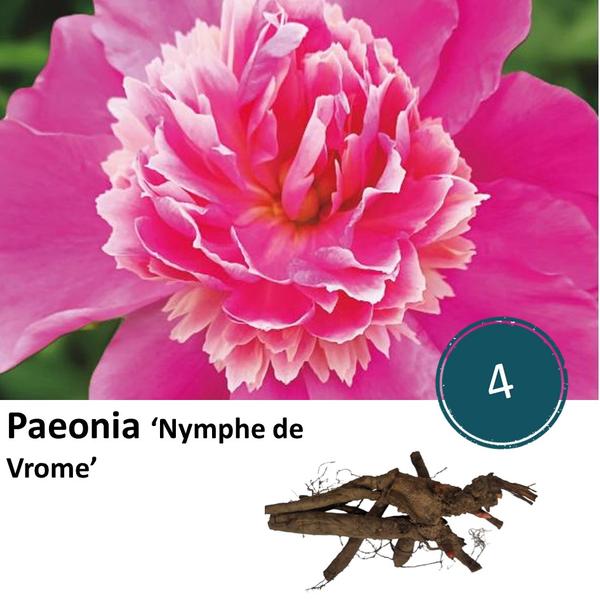 Paeonia 'Nymph de Vrome' - 4x