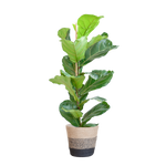 Ficus Lyrata met Mand Lissabon zwart - 80cm - Ø21