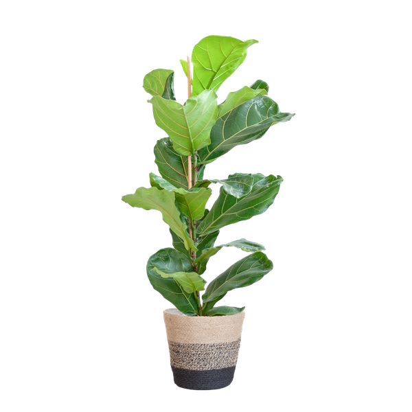 Ficus Lyrata met Mand Lissabon zwart - 80cm - Ø21