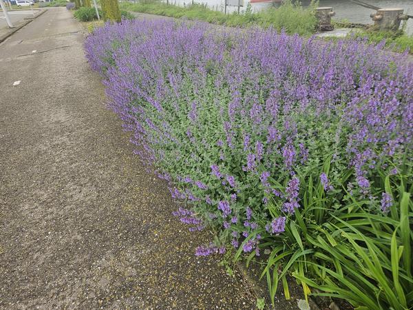 Nepeta 'Walker's Low' - ↕10-25cm - Ø9cm - 20x