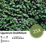 Ligustrum Ovalifolium - Blote wortel - 80/100 - 25x