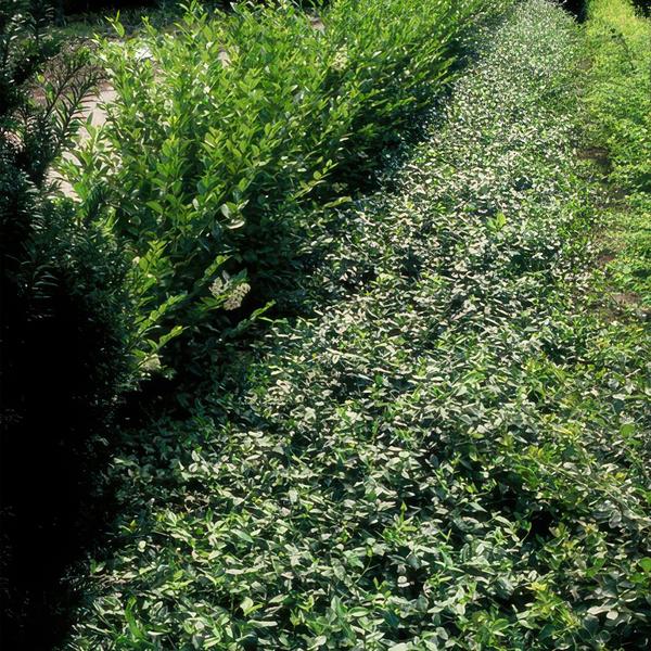 Euonymus fortunei radicans - ↕10-25cm - Ø9cm - 20x