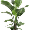 Strelitzia Nicolai - Ø21cm - ↕100cm + Invorno Pot D22,5x21cm - Naturel