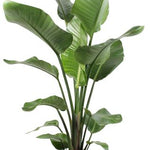 Strelitzia Nicolai - Ø21cm - ↕100cm + Invorno Pot D22,5x21cm - Naturel