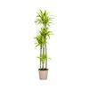 Dracaena Deremensis Lemon Lime Ø27cm - ↕180cm