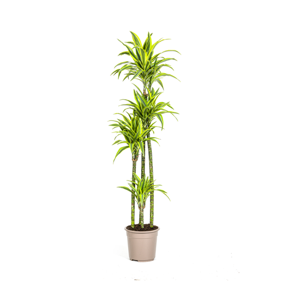 Dracaena Deremensis Lemon Lime Ø27cm - ↕180cm