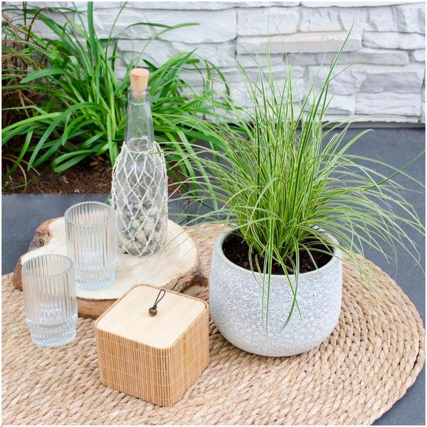 3 x Carex brunnea Variegata - Ø 14 cm - ↨ 25 cm