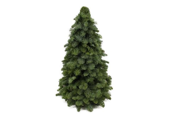 Nobilis Kerstboom - ↕60cm