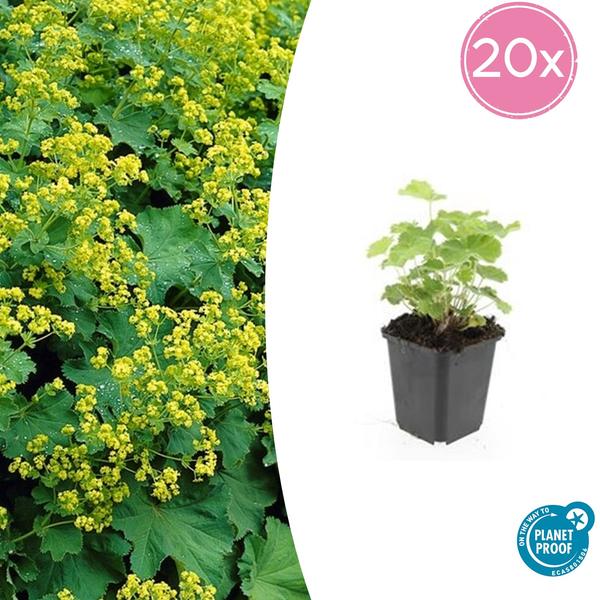 Alchemilla mollis - ↕10-25cm - Ø9cm - 20x