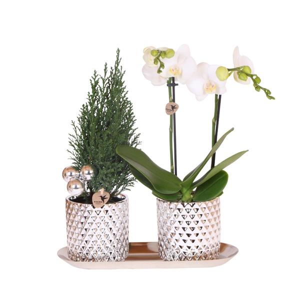 Kolibri Company | Plantenset Diamond Pearl Kerst Zilver | Witte Phalaenopsis Orchidee Amabilis + Mini Kerstboom incl. keramieken sierpotten op dienblad