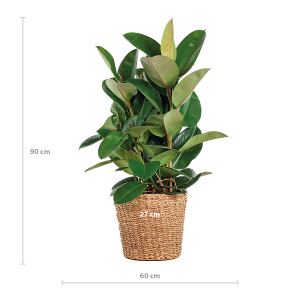 Ficus Elastica Robusta XL met mand Torun - 90cm - Ø27