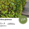 Alnus glutinosa - Blote wortel - 100/120 - 25x