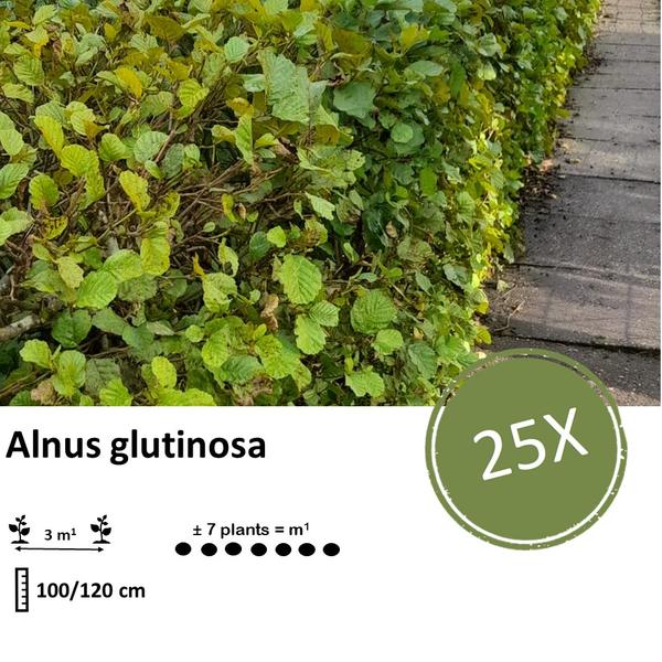 Alnus glutinosa - Blote wortel - 100/120 - 25x