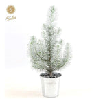 Pinus Pinea 'Silver Crest' + Pot Zinc + Snow - Ø12cm - ↕35cm