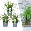 3 x Carex morrowi 'Ice Dance' - Ø 14 cm - ↨ 25 cm