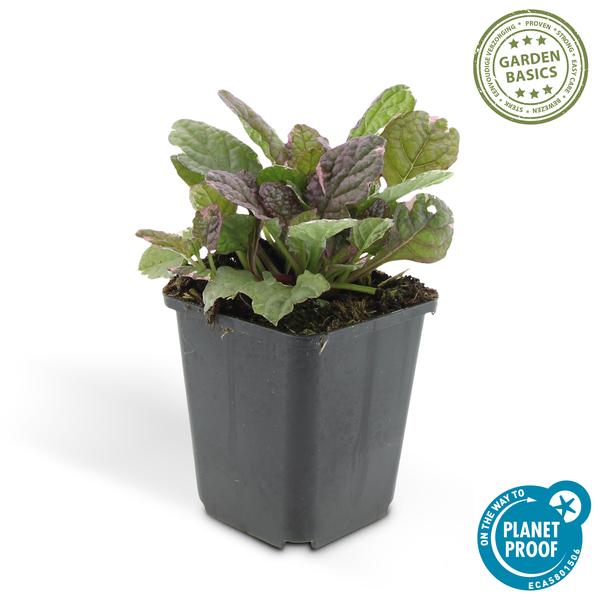 Ajuga reptans 'Burgundy Glow' - ↕10-25cm - Ø9cm - 40x