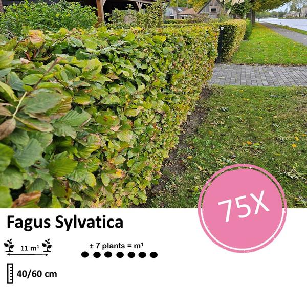 Fagus sylvatica  - Blote wortel - 40/60 - 75x