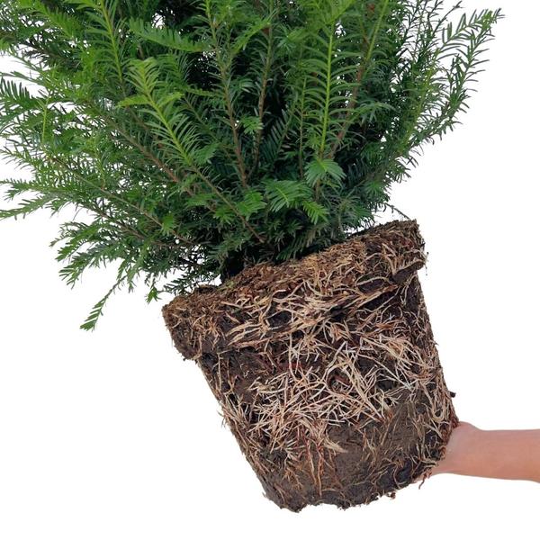 Grote taxus planten voor 10 strekkende meter haag | - 12L - 25 x | ↨ 80-100 cm