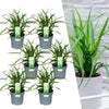 6 x Carex morrowi 'Irish Green' - Ø 14 cm - ↨ 25 cm