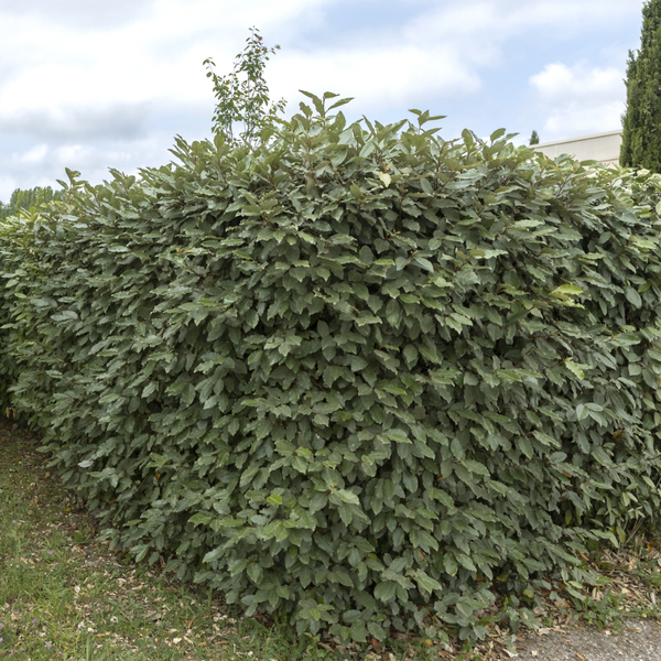 25 grote Olijfwilg planten voor 10 strekkende meter haag | ↨ 100-125 cm in 12 liter pot