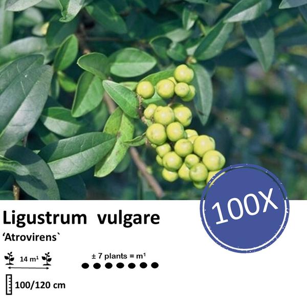 Ligustrum vulgare 'Atrovirens` - blote wortel - 100/120 - 100x