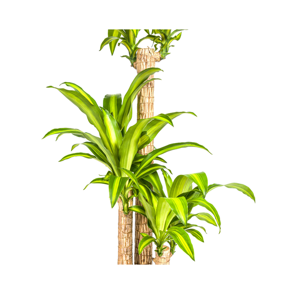 Dracaena Fragrans Massangeana Ø24cm - ↕140cm