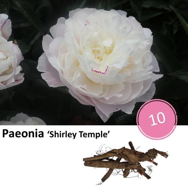 Paeonia 'Shirley Temple' - 10x