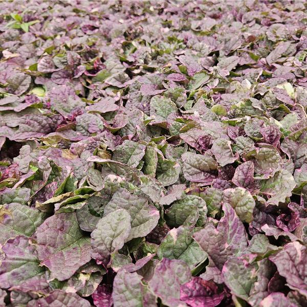 Ajuga reptans 'Burgundy Glow' - ↕10-25cm - Ø9cm - 40x