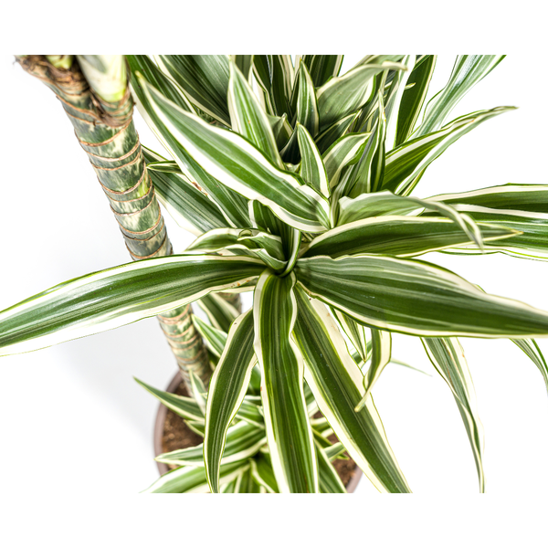 Dracaena Deremensis White Stripe Ø27cm - ↕180cm