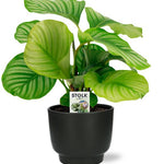 Calathea Orbifolia - Ø14cm - ↕50cm + Potenza Pot D15x13cm - Zwart