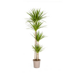 Dracaena Marginata Green Ø27cm - ↕180cm