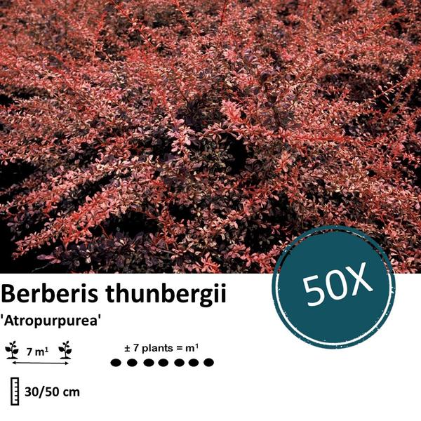 Berberis thunbergii 'Atropurpurea' -  ↕30-50cm - blote wortel - 50x