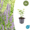 Agastache 'Blue Fortune' - ↕10-25cm - Ø9cm - 6x