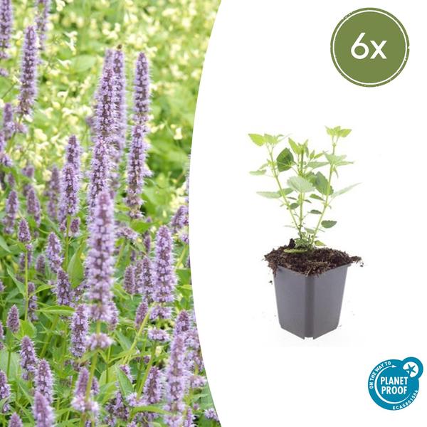 Agastache 'Blue Fortune' - ↕10-25cm - Ø9cm - 6x