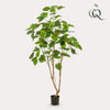 Kunstplant - Ficus umbellate - Afrikaanse vijg - 180cm