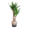 Yucca Elephantipes met Mand Lissabon zwart - 90cm - Ø21