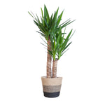 Yucca Elephantipes met Mand Lissabon zwart - 90cm - Ø21