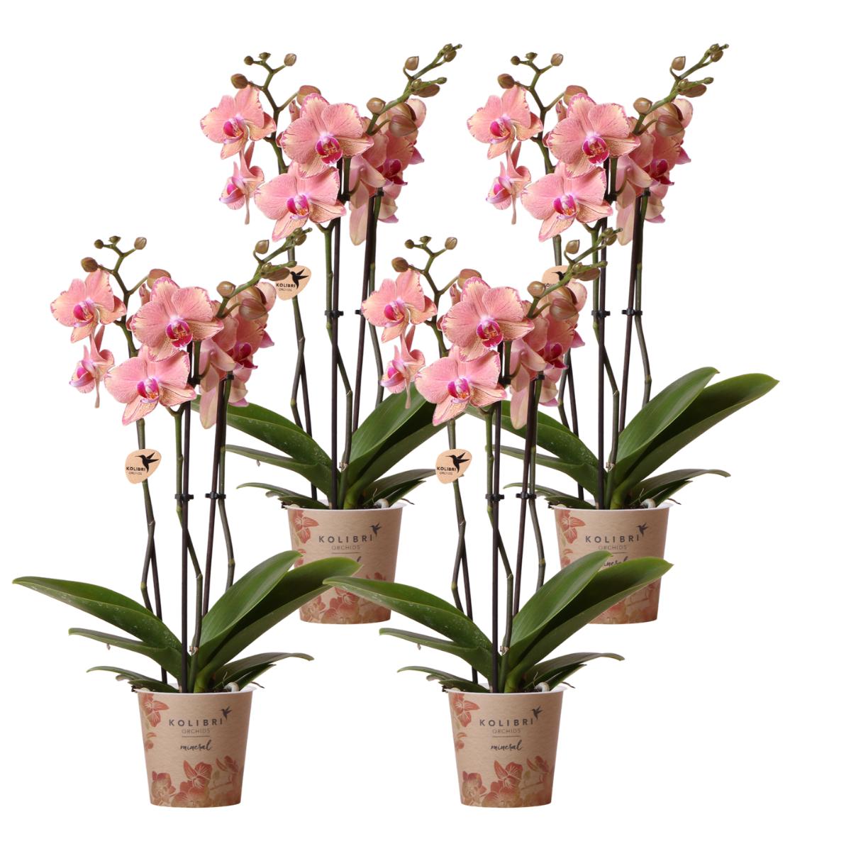 Kolibri Orchids | COMBI DEAL van 4 Phalaenopsis orchideeën - Pirate Picotee - potmaat Ø12cm | bloeiende kamerplant - vers van de kweker