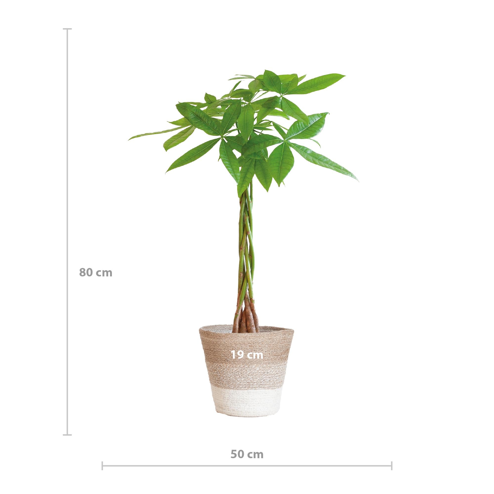 Pachira Aquatica met Mand Lissabon wit - 80cm - Ø21