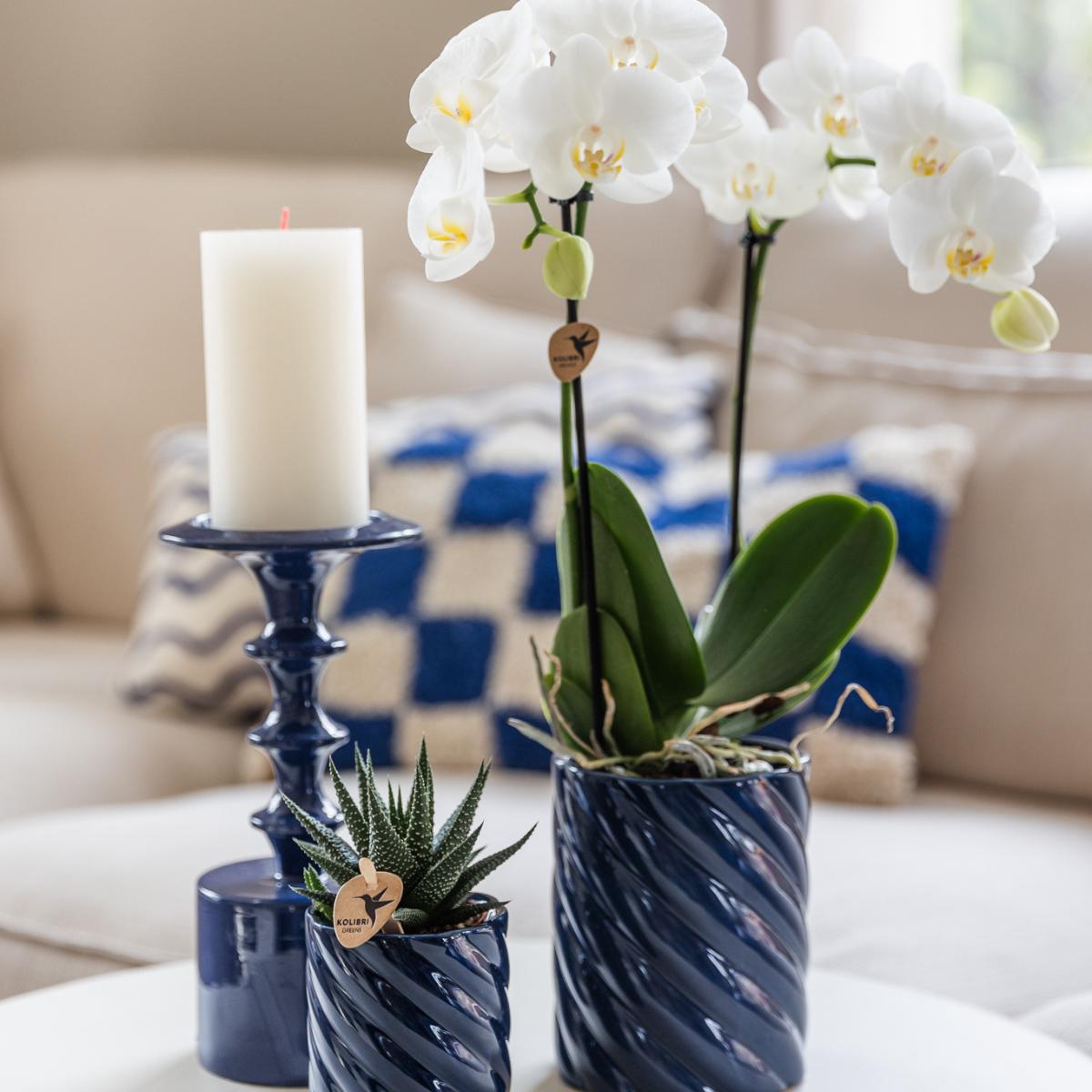 Kolibri Orchids | Set van witte orchidee Amabilis en succulent in Candy sierpotten blauw - potmaat Ø9cm & Ø6cm | bloeiende kamerplant - vers van de kweker