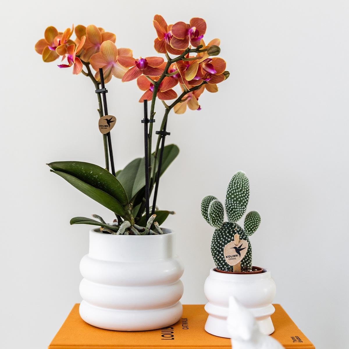 Kolibri Orchids | Oranje Phalaenopsis orchidee - Mineral Bolzano + Bubble pot white - potmaat Ø9cm | bloeiende kamerplant - vers van de kweker