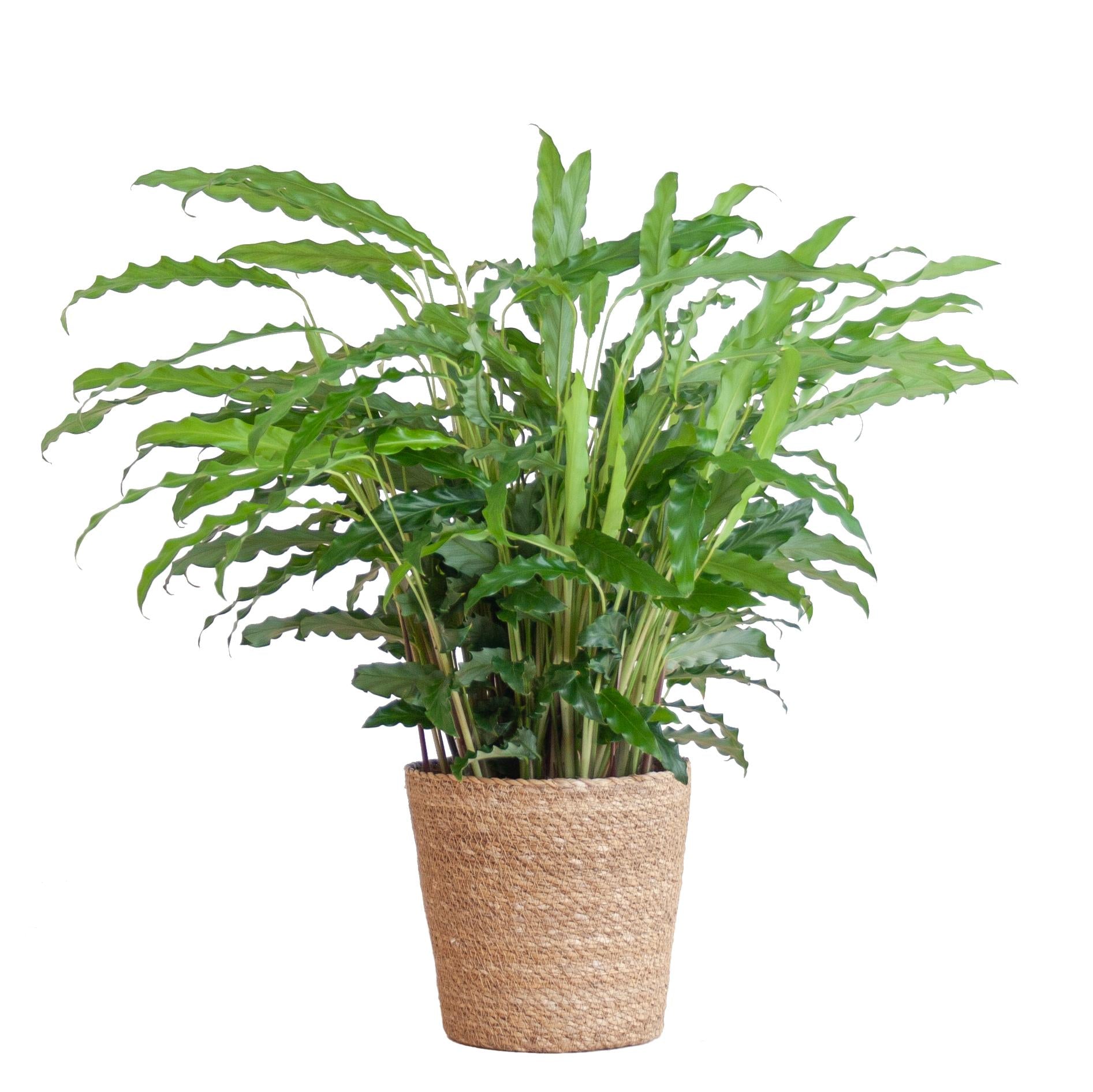 Calathea Rufibarba met Sofia mand naturel - 55cm - Ø17