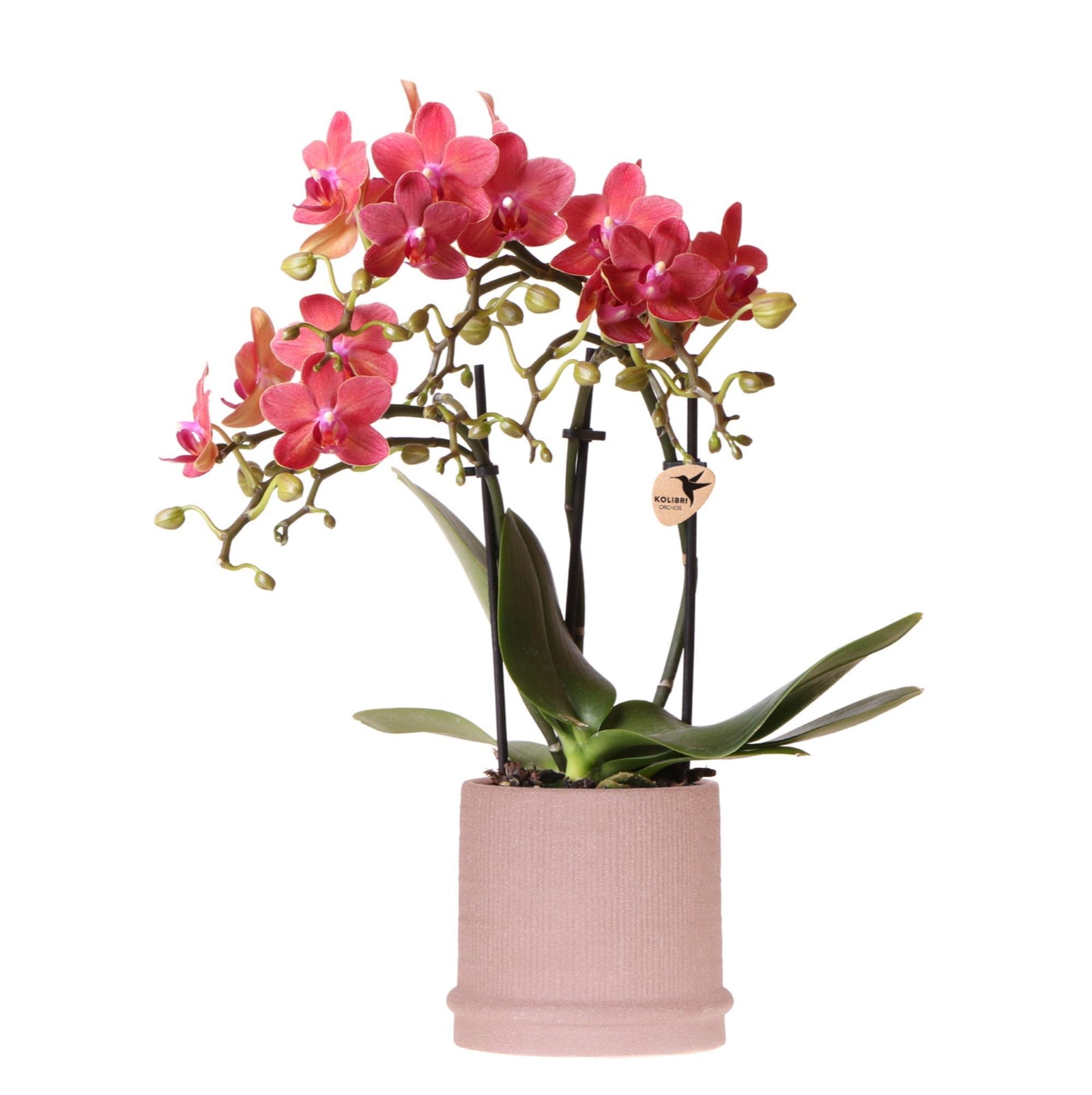 Kolibri Orchids | Rode orchidee Congo + Bali sierpot sand - potmaat Ø9cm | bloeiende kamerplant - vers van de kweker