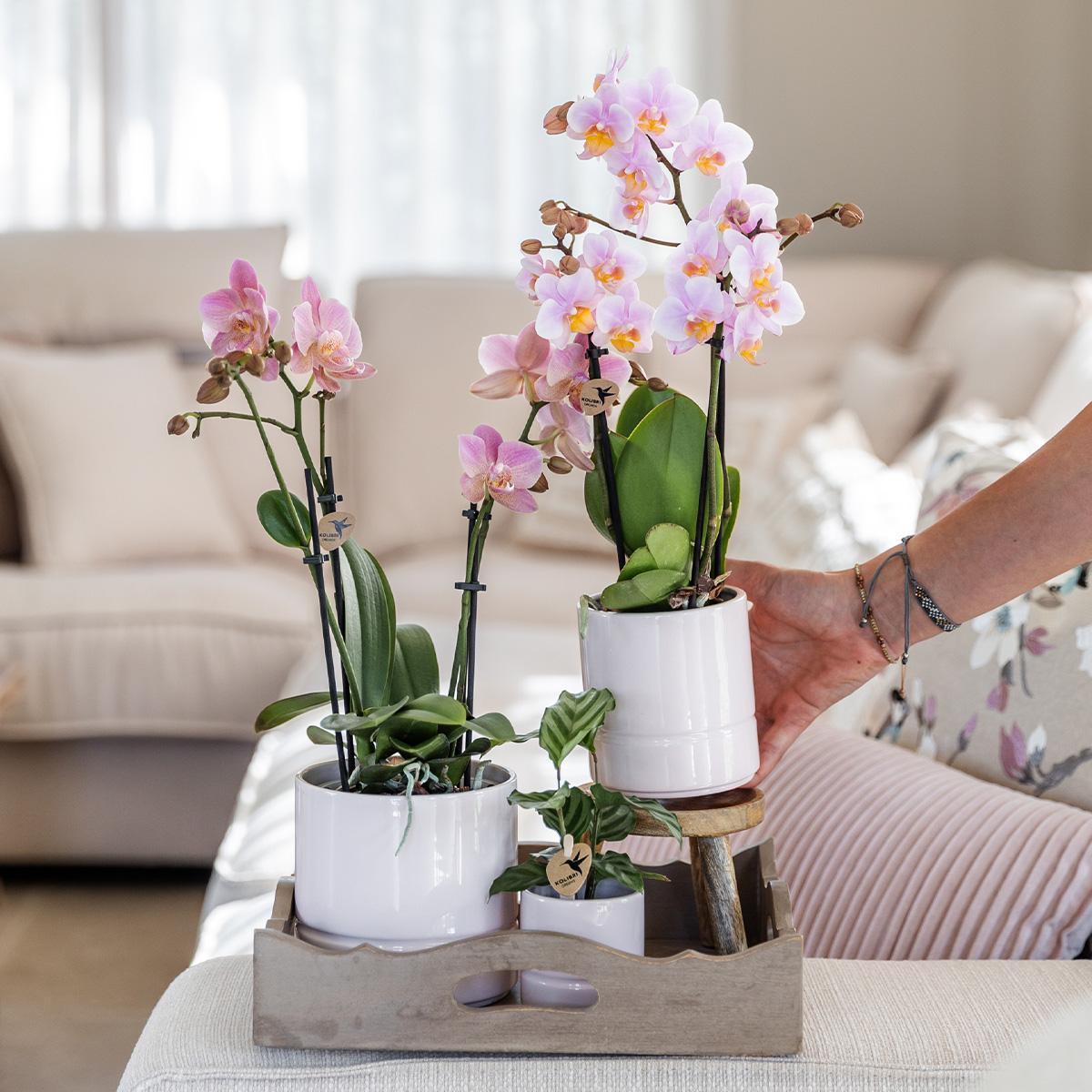 Kolibri Orchids | Roze phalaenopsis orchidee - Andorra + Pastel pot white - potmaat Ø9cm | bloeiende kamerplant - vers van de kweker