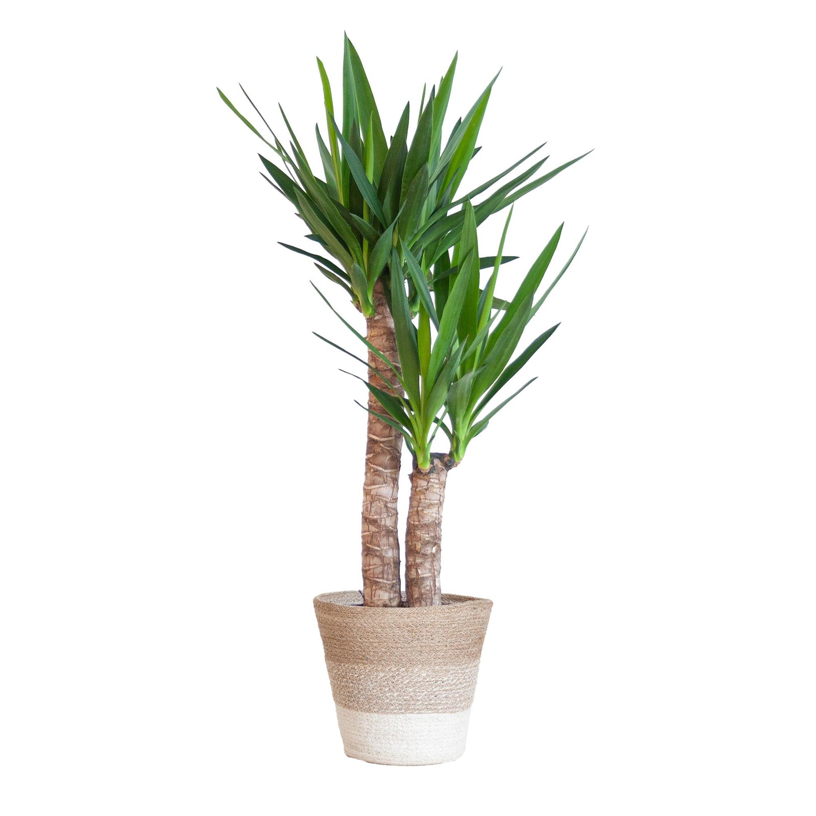 Yucca Elephantipes met Mand Lissabon wit - 90cm - Ø21