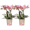 Kolibri Orchids I COMBI DEAL van 2 oud roze Phalaenopsis orchideeën - Treviso - potmaat Ø12cm | bloeiende kamerplant - vers van de kweker