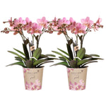 Kolibri Orchids I COMBI DEAL van 2 oud roze Phalaenopsis orchideeën - Treviso - potmaat Ø12cm | bloeiende kamerplant - vers van de kweker