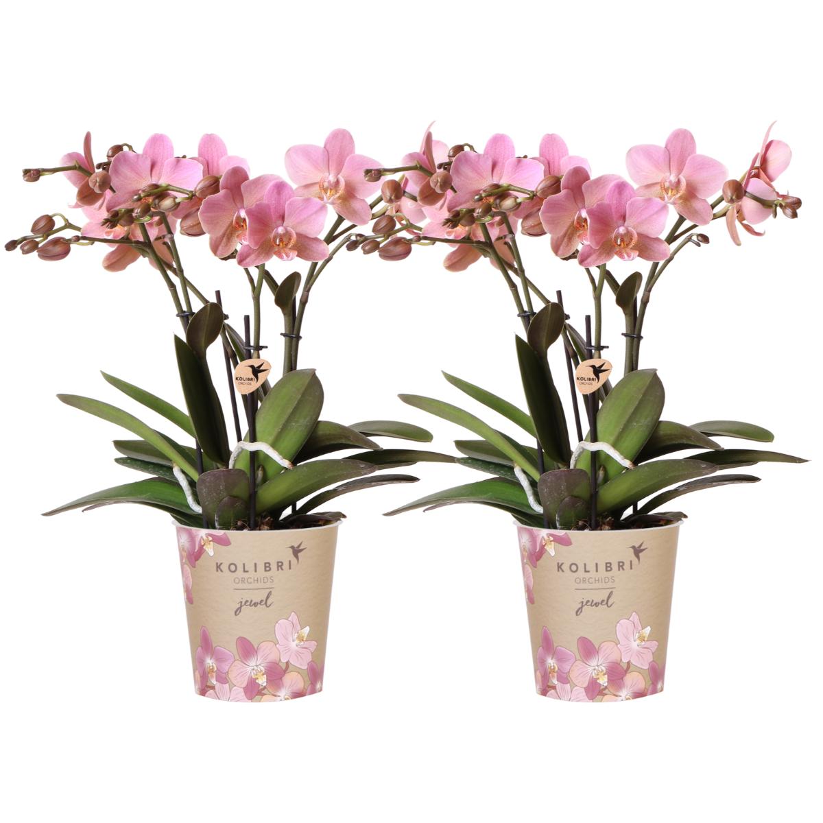 Kolibri Orchids I COMBI DEAL van 2 oud roze Phalaenopsis orchideeën - Treviso - potmaat Ø12cm | bloeiende kamerplant - vers van de kweker