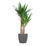 Yucca Elephantipes met Viber zwart - 90cm - Ø21